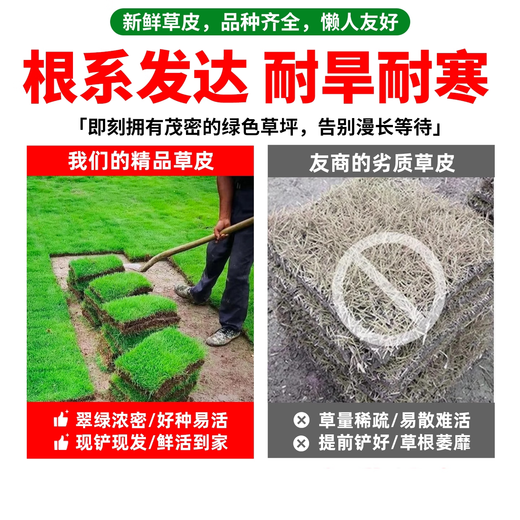Turf soil real lawn with soil four-season green Manila turf villa courtyard greening grass Taiwan grass 0.5 square meters bentgrass buy 5 square meters and get 0.5 square meters