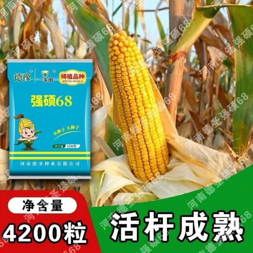 稳产强硕68玉米种子抗旱耐盐碱丰收保证厂家直发 国审高产种-4200粒