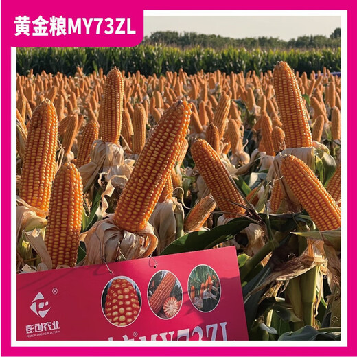 Golden Grain MY73ZL Генетически модифицированная версия Устойчива к насекомым, устойчива к глифосату, устойчива к ржавчине, семена кукурузы со стабильной урожайностью, устойчивые к болезням семена 5273 капсулы в пакете 10+1, чтобы получить 11 пакетов
