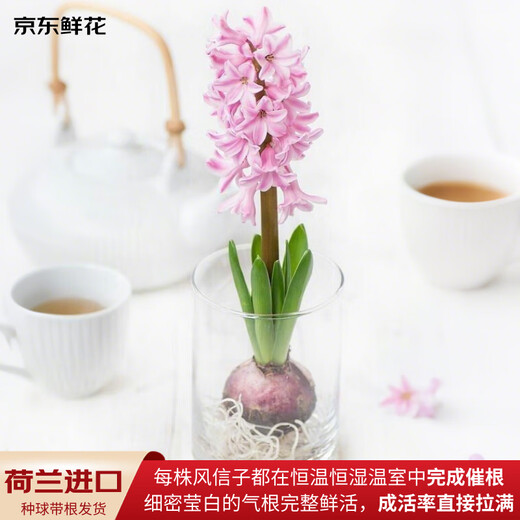 Jingdong Flowers Hyacinth imported from the Netherlands 1/single color vase with buds indoor potted hydroponic green plants flowers straight from the source