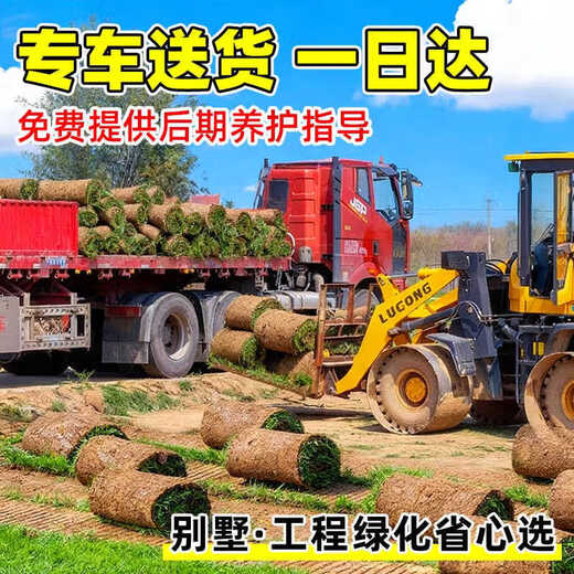 Turf soil real lawn with soil four-season green Manila turf villa courtyard greening grass Taiwan grass 0.5 square meters bentgrass buy 5 square meters and get 0.5 square meters