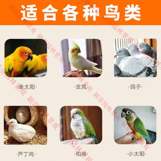 Five-color millet bird feed mixed grain rutin, chicken millet, tiger skin, peony, black phoenix, small and medium-sized parrots 1Jin Jin equals 0.5kg 5Jin Jin equals 0.5kg 500g five-color millet