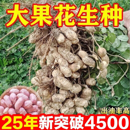 25-year-old new agricultural science peanut seeds, large seeds, disease-resistant, drought-tolerant, stable yield, shelled and flood-resistant field seeds and fruits, 25-year-old new seeds, thin shells and large fruits, Shanhua No. 9, no regrets if you don’t buy it, super original species 10Jin Jin equals 0.5kg, can be distributed in seed breeding base