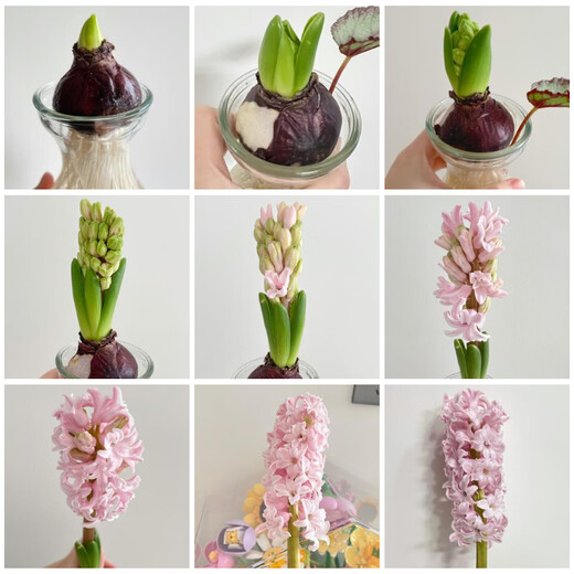 Jingdong Flowers Hyacinth imported from the Netherlands 1/single color vase with buds indoor potted hydroponic green plants flowers straight from the source