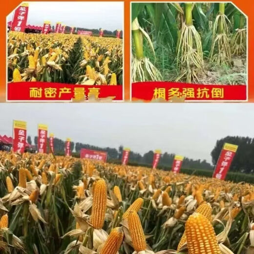 Luodong Golden Bullet No. 1 high-yielding corn seeds, an all-round planting solution for drought resistance, 5,000 grains per bag