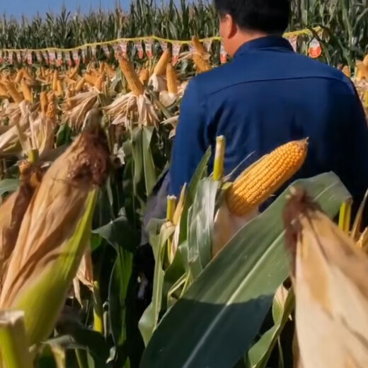 Luodong original Zhongbo 1201 corn seed, nationally approved short-stem new corn with over ton yield per mu, disease resistance, insect resistance and lodging resistance, red shaft Zhongbo ZB1201 (4200 grains in one bag)