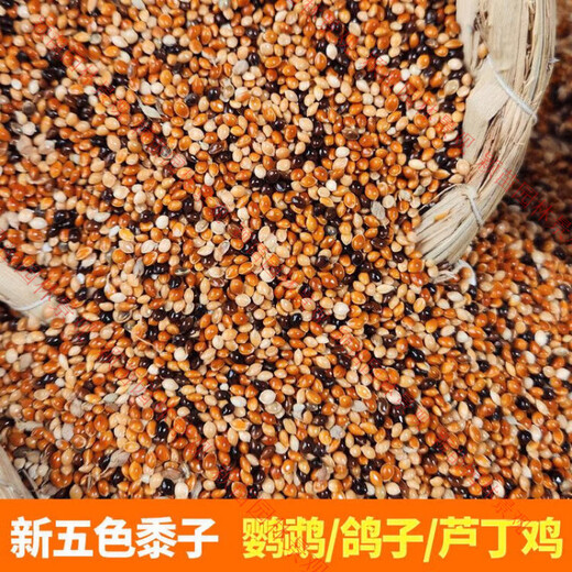 Five-color millet bird feed mixed grain rutin, chicken millet, tiger skin, peony, black phoenix, small and medium-sized parrots 1Jin Jin equals 0.5kg 5Jin Jin equals 0.5kg 500g five-color millet