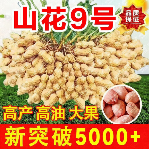 25-year-old new agricultural science peanut seeds, large seeds, disease-resistant, drought-tolerant, stable yield, shelled and flood-resistant field seeds and fruits, 25-year-old new seeds, thin shells and large fruits, Shanhua No. 9, no regrets if you don’t buy it, super original species 10Jin Jin equals 0.5kg, can be distributed in seed breeding base