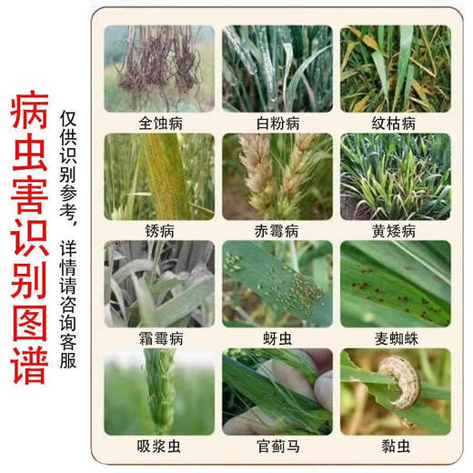 Wheat package, one spray, three preventions, wheat production increase, disease prevention, antibacterial, insecticide, anti-falling, strong seedlings, increase production package, 10-in-1 (1 mu dosage)