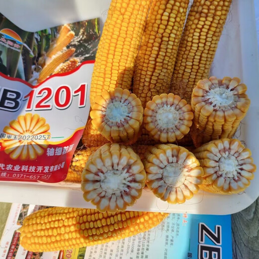 Luodong original Zhongbo 1201 corn seed, nationally approved short-stem new corn with over ton yield per mu, disease resistance, insect resistance and lodging resistance, red shaft Zhongbo ZB1201 (4200 grains in one bag)