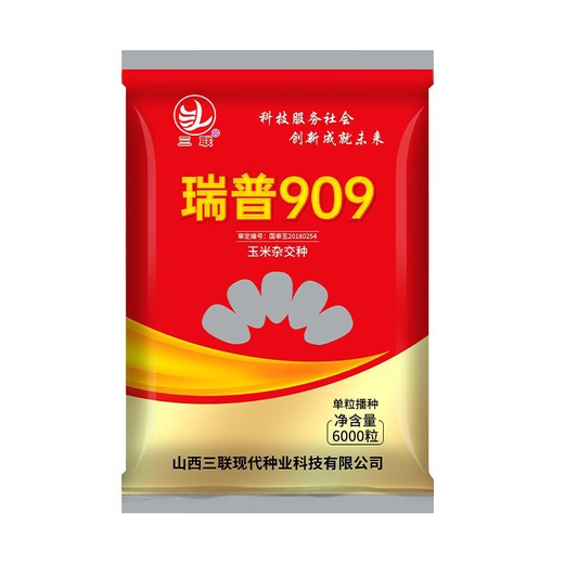 Nuevas semillas de maíz Rip 909 aprobadas a nivel nacional, alto rendimiento, 4400 granos, 6000 granos, palos grandes enanos, resistente a enfermedades/antioxidante, nueva semilla Rip 909-6000 granos/bolsa-5 bolsas