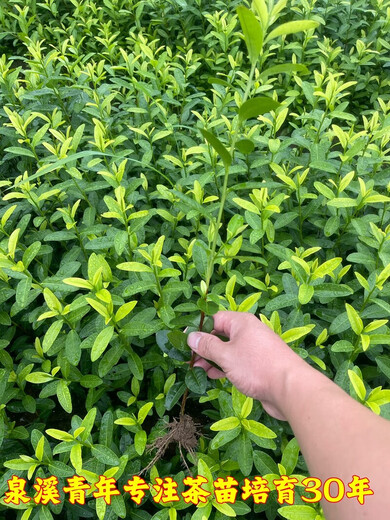 旺园兴龙井43茶苗乌牛早浙农117中茶108中黄越黄黄金芽安吉白茶绿茶叶树 金香玉茶苗100株