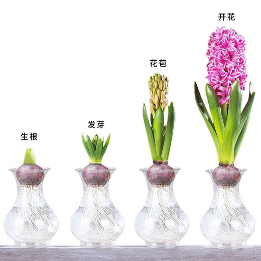 Jingdong Flowers Hyacinth imported from the Netherlands 1/single color vase with buds indoor potted hydroponic green plants flowers straight from the source