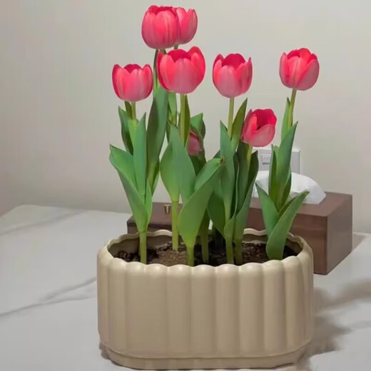 Imported Dutch hydroponic tulip bulbs, indoor and outdoor water-cultured flower plant pots, four-season cold-resistant five-degree balls, light purple 5-balls (circumference 8-10cm) + nutrient solution