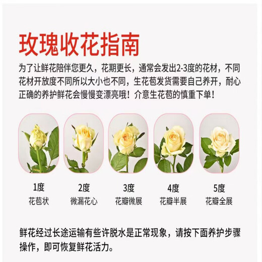 Jingdong Flowers Boutique Soilless Cultivation Roses in Random Colors 10 Pack New Year's Eve and New Year's Day New Year's Eve Gifts 45-50CM Straight from the Source