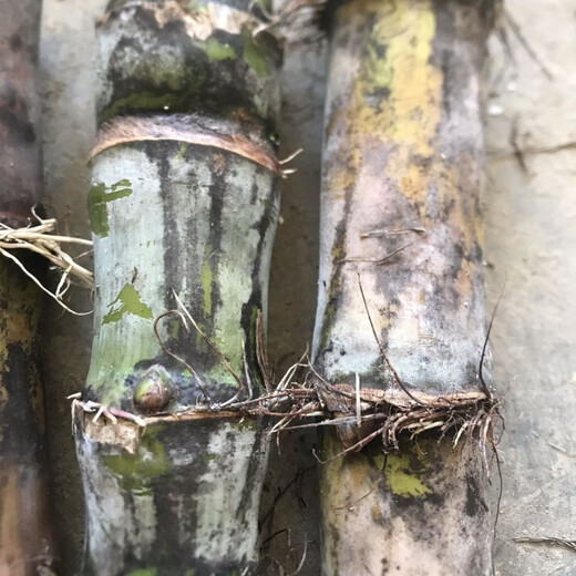Authentic Taoshan sugarcane seedlings, green sugarcane seedlings, fruit sugarcane seedlings, 20 seeds, 2-4 coarse spores per root, 5 sugarcane spores (germination rate)