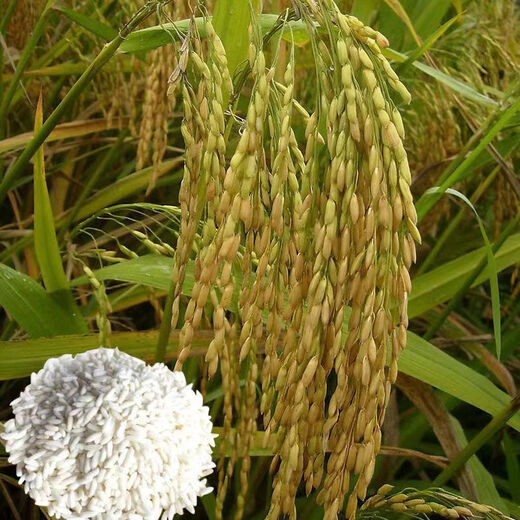 Семена длиннозерного клейкого риса Нуолиангью №7 подходят для выращивания среднеспелого риса в среднем и нижнем течении реки Янцзы. Nuoliangyou 561 100г/пакет 500г/пакет