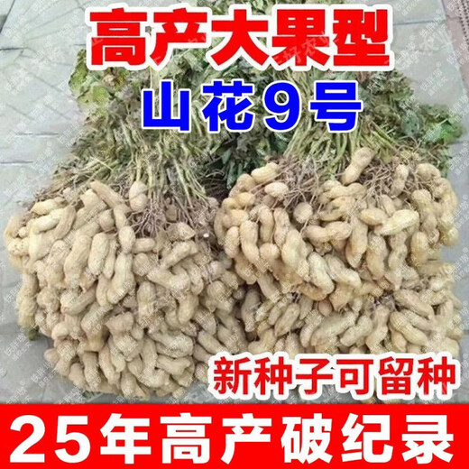 25-year-old new agricultural science peanut seeds, large seeds, disease-resistant, drought-tolerant, stable yield, shelled and flood-resistant field seeds and fruits, 25-year-old new seeds, thin shells and large fruits, Shanhua No. 9, no regrets if you don’t buy it, super original species 10Jin Jin equals 0.5kg, can be distributed in seed breeding base