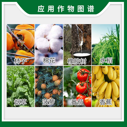 Guoguang 40% Ethephon Cotton Tomato Rice Banana Growth Ripening Agent Growth Regulator 1000g