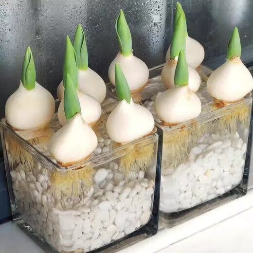 Imported Dutch hydroponic tulip bulbs, indoor and outdoor water-cultured flower plant pots, four-season cold-resistant five-degree balls, light purple 5-balls (circumference 8-10cm) + nutrient solution