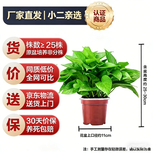 Shuangmeng potted green radish formaldehyde removal flowers and green plants office new house air purification 110 styles 10 pots straight from the source
