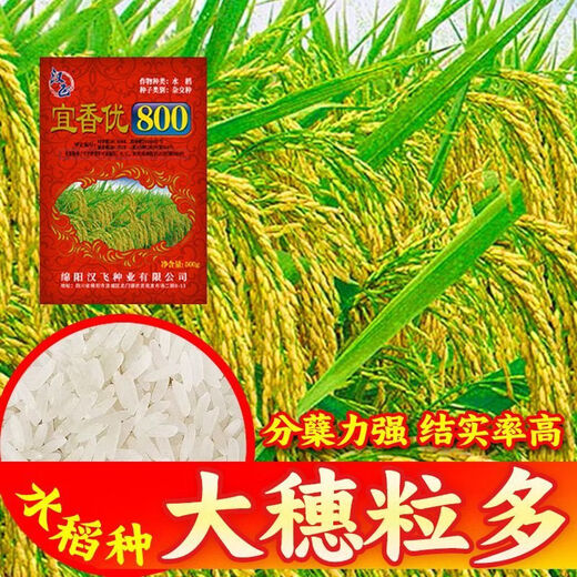 Wangyuanxing Yiyou 2108, первоклассный гибридный рис из семян риса национального стандарта, вкусный, высокоурожайный, семя риса с большими ушами, длиннозернистые ароматные семена риса, оригинальный высококачественный Yixiangyou 800 (2Jin Jin равен 0,5 кг, 2 мешка)