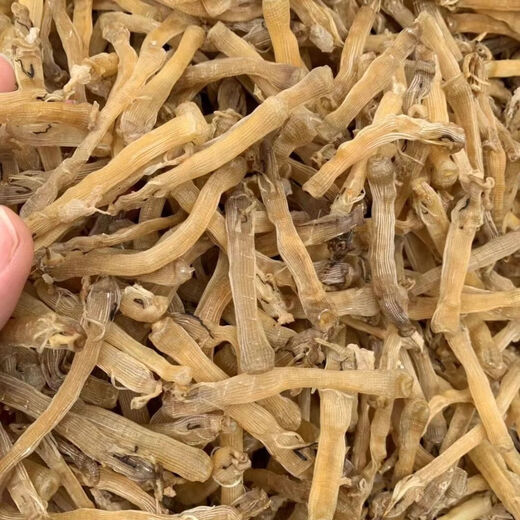 Zhanjiang specialty large dried yellow sand worm, special grade sand-free dried sand worm, the sand bag has been removed for soup and porridge, original color dried sand worm 100g, limited time
