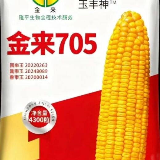 Jinlai 705 National Approval Red Shaft Big Stick Stable Yield Stable Yield Resistance to Diseases Resistant to Blight and Lodging Stable Yield Corn Seeds National Approval Jinlai 705 1 Mu Increased Production Package Affordable
