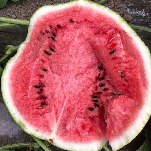 Beishu 8424 watermelon seeds seedlings Kirin sweet crisp fruit seeds 8424 watermelon seeds about 30 pieces