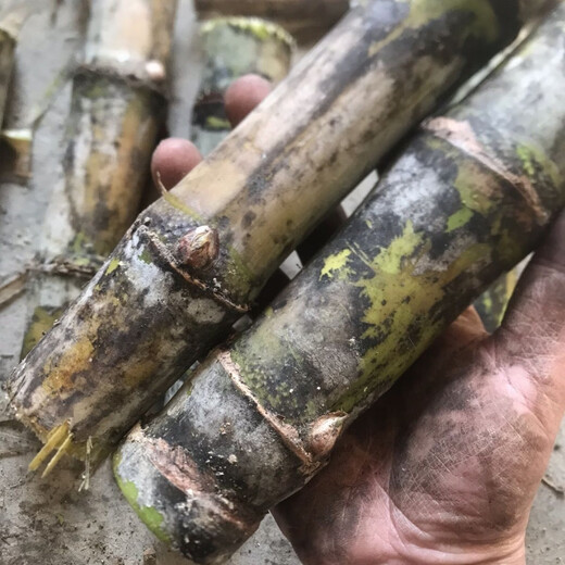Authentic Taoshan sugarcane seedlings, green sugarcane seedlings, fruit sugarcane seedlings, 20 seeds, 2-4 coarse spores per root, 5 sugarcane spores (germination rate)