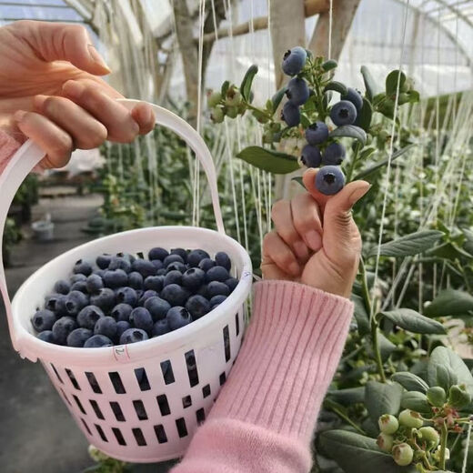 Fantasy blueberry basket with lid 1 Jin Jin equals 0.5 kg 2 Jin Jin equals 0.5 kg Picking basket loquat basket plastic basket sugar orange basket new material portable fruit basket 1 Jin Jin equals 0.5 kg packed without lid 800 white