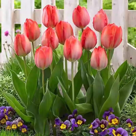 Imported Dutch hydroponic tulip bulbs, indoor and outdoor water-cultured flower plant pots, four-season cold-resistant five-degree balls, light purple 5-balls (circumference 8-10cm) + nutrient solution