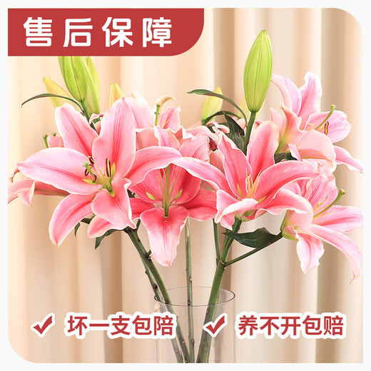 AB-grade high-quality perfume lily flowers hydroponic flower arrangement family life water-raised fresh-cut roses from Yunnan straight hair high-quality AB-grade random color large buds 6 lilies + preservative