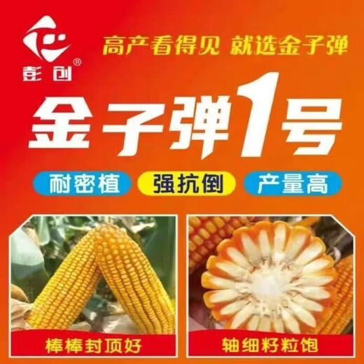 Luodong Golden Bullet No. 1 high-yielding corn seeds, an all-round planting solution for drought resistance, 5,000 grains per bag