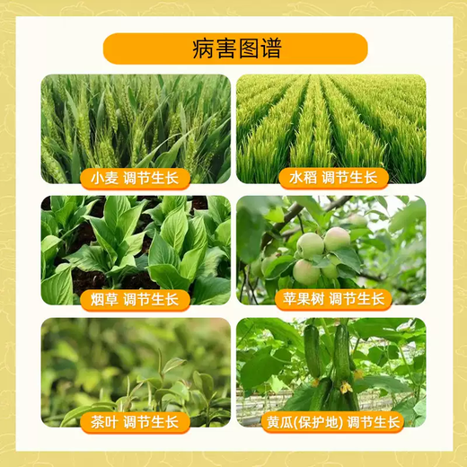 Bihuchi Indiyi Brassica vegetable and flower antidote to damage, increase production, activate cells, plant growth regulator 20g