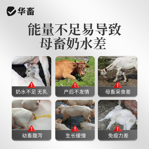 Huaxiu sows' lactation-stimulating dairy cows, sheep and veterinary milk Duoduo feed additives for postpartum lactation and milk-increasing milk Bawang 20 bags, as low as 5.9/bag Milk Bawang