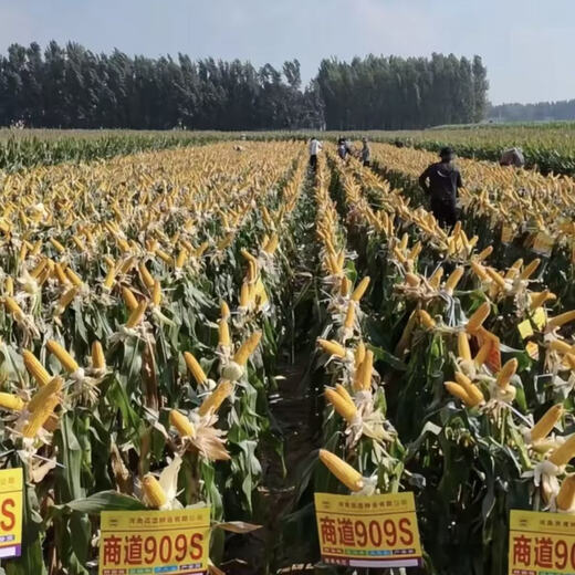 Nationally approved corn seed Shangdao 909s high-yield, disease-resistant, lodging-resistant, low-stemmed, big stick, high-quality early-maturing corn seed, 4 bags free of charge