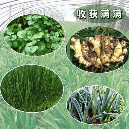 Onion, ginger, garlic, universal soil, flower and vegetable nutrient soil, nursery soil, flowers, golden kudzu, special organic soil fertilizer, vegetable nutrient soil 10 Jin Jin is equal to 0.5 kg