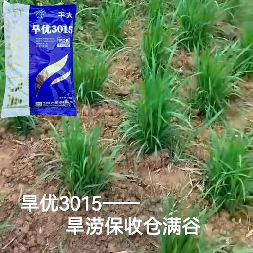 Wangyuan Xinghanyou 3015 upland rice seed original genuine long-grain rice disease-resistant, lodging-resistant and high-temperature resistant late rice ratoon rice hybrid Hanyou 3015 original bag 500g
