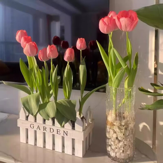 Imported Dutch hydroponic tulip bulbs, indoor and outdoor water-cultured flower plant pots, four-season cold-resistant five-degree balls, light purple 5-balls (circumference 8-10cm) + nutrient solution