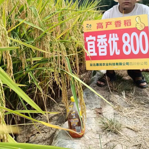 Wangyuanxing Yiyou 2108, первоклассный гибридный рис из семян риса национального стандарта, вкусный, высокоурожайный, семя риса с большими ушами, длиннозернистые ароматные семена риса, оригинальный высококачественный Yixiangyou 800 (2Jin Jin равен 0,5 кг, 2 мешка)