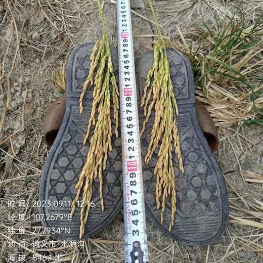 Wangyuanxing Yiyou 2108, первоклассный гибридный рис из семян риса национального стандарта, вкусный, высокоурожайный, семя риса с большими ушами, длиннозернистые ароматные семена риса, оригинальный высококачественный Yixiangyou 800 (2Jin Jin равен 0,5 кг, 2 мешка)