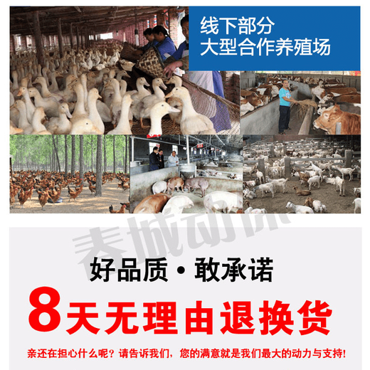 OIMGVE powder feed additive for pigs, cattle, sheep, chickens, ducks and animals, vitamin E breeding powder, national standard premix, old brand pigs, 10 bags of Avitamin E