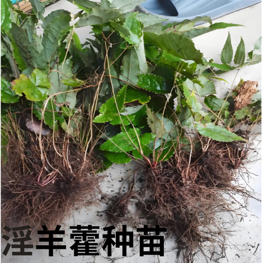 Wild Epimedium Seeds Epimedium Seed Roots Perennial Roots Fairy Spirit Spleen Four Seasons Evergreen Balcony Potted Plants Digging Now 5 Epimedium Seedlings Soil or Moss Moisturizing