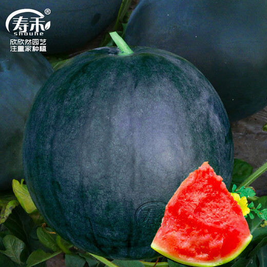 Shouhe Black Skin Watermelon Seeds Guangxi Black Beauty Seeds Sweet Crisp Black Extra Large Suitable for the South Yuyi Sweet Black Skin Seedless Watermelon Seeds 50g/barrel