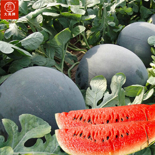Dayu 8424 watermelon seeds are suitable for southern rock sugar unicorn melon seeds, early-maturing and thin-skinned, Holiday jade unicorn watermelon seeds 300 capsules