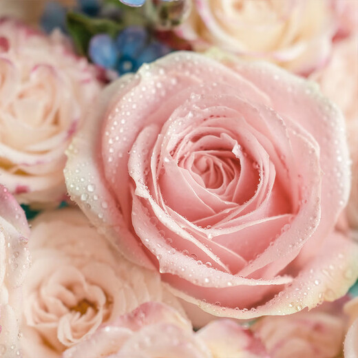 Baihua Pavilion Flowers Pink Rose Bouquet Full of Gypsophila Real Flowers Birthday Gift for Girlfriend, Best Friend, Fast Dating Hours in the City Flower Blossoms - 3 Pink Roses | dyr86