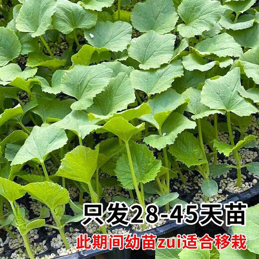 Croissant Honey Melon Cantaloupe Ice Sugar Seeds Emerald Hami Melon Balcony Potted Plants All Seasons Seedlings Seeds Ice Jade Melon Seeds 50 Original