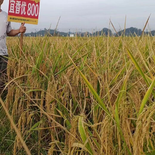 Wangyuanxing Yiyou 2108, первоклассный гибридный рис из семян риса национального стандарта, вкусный, высокоурожайный, семя риса с большими ушами, длиннозернистые ароматные семена риса, оригинальный высококачественный Yixiangyou 800 (2Jin Jin равен 0,5 кг, 2 мешка)