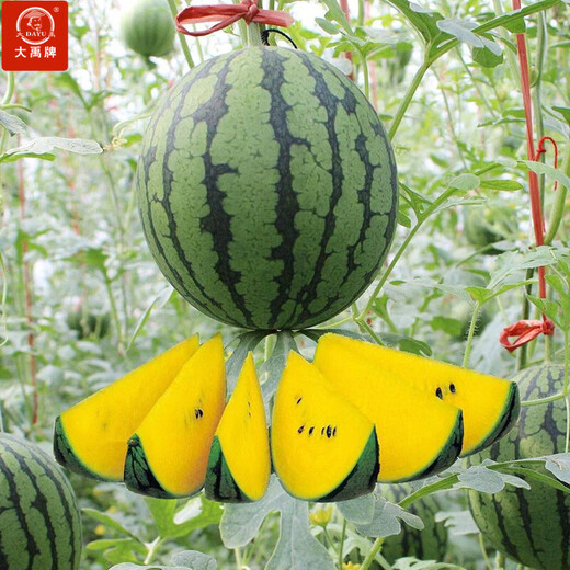 Dayu Yellow Heart Watermelon Seeds, Early Mature, Yellow Skin, Red Flesh, Yellow Flesh, Special Xiaofeng Watermelon Seeds, Southern Fruit, Yellow Flesh, Xiaofeng Watermelon Seeds, 10 capsules, 5 packs